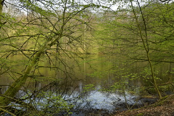Fototapeta na wymiar Branchage très dense au bord d'un étang isolé en plein bois au parc de Tervuren à l'est de Bruxelles