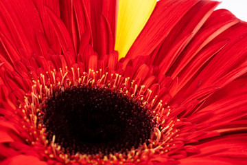 gerbera flower in different colors