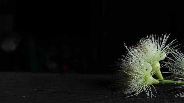 rose apple on a dark background 