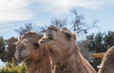 funny camels partner