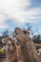 funny camels partner