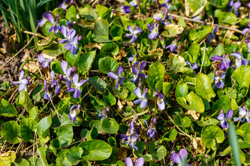 Wild violets on a meadow at spring