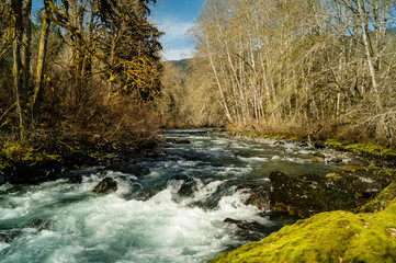  White water rapids on the Dosewallips river in Washington on the Olympic Peninsula