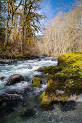 The Dosewallips River flowing on the Olympic Peninsula of Washington near Brinnon, Washington