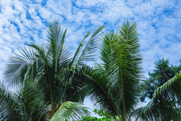 palm leaves against a blue sky