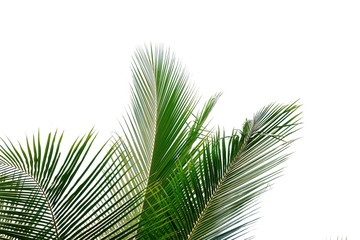 Obraz premium Tropical coconut leaves on white isolated background for green foliage backdrop 