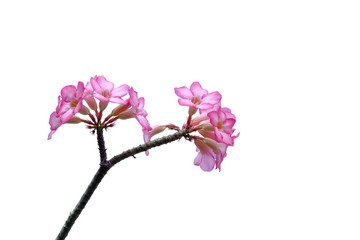 A bouquet sweet pink adenium flower blossom in botanical garden on white isolated background 