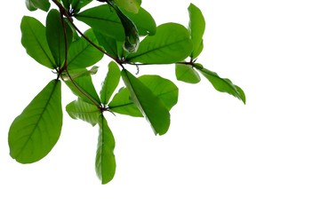 Indian almond tree leaves with branches on white isolated background for green foliage backdrop 