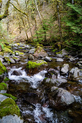 Naklejka na ściany i meble Rocky Brook flows out of the Olympic National Park near Dosewallips State Park in Washington's Olympic Peninsula