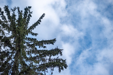 Green spruce branches against a blue cloudy sky.
