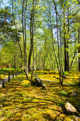 View of Japanese style garden in Roihuvuori , Helsinki, Finland 