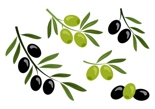 Set of black and green olives. Vector illustration