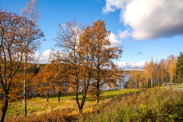 Beautiful autumn view, yellow trees and Nuuksio lake on the background, Espoo, Finland 