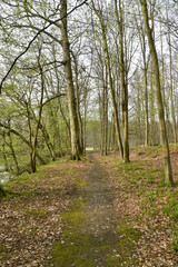 Fototapeta na wymiar Chemin traversant un bois composé surtout de hêtres au parc de Tervuren à l'est de Bruxelles