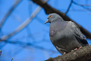 pigeon sitting on a branch