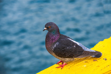 Pigeon By The Water