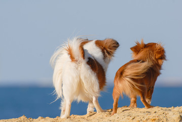 Fototapeta na wymiar two funny fluffy small chihuahua dogs pets standing together on sea beach looking far away towards blue sky and sea