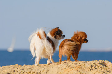 two funny fluffy little chihuahua dogs pets young and adult standing together on sea beach with blue sky and sea on background with copy space