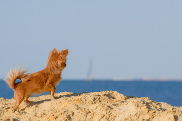 one little chihuahua puppy little curious brown dog prick up ears looking at blue sky and sea standing on summer sand beach