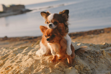 cute dog family concept mother chihuahua embrace her happy puppy with love and care on sand summer...