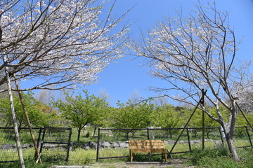 Fototapeta na wymiar Cherry blossoms in full bloom in the park.