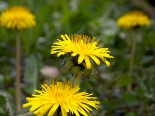 yellow dandelion in the grass