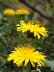 yellow dandelion in the grass