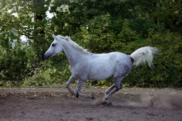 Obraz na płótnie Canvas Arabian horse - galloping on paddock