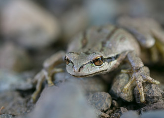 northwest tree frog