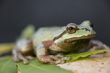 northwest tree frog