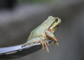 northwest tree frog