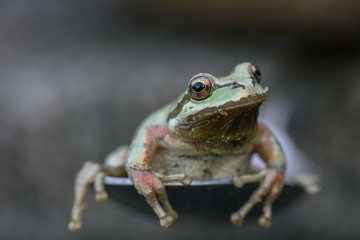northwest tree frog