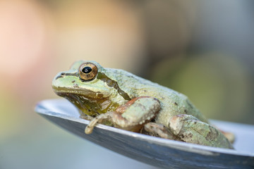 northwest tree frog