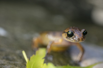 salamander