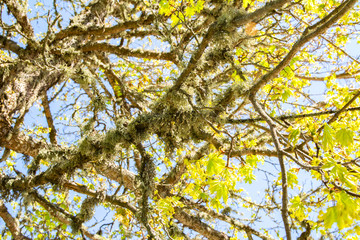 Maple branches in spring, young leaves and moss, Finland