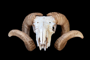 Goat skull with horns, isolated on black background.