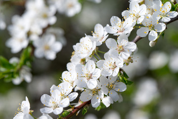 Spring border background with blossom, close-up. Abstract floral spring background. Blossoms over blurred nature background