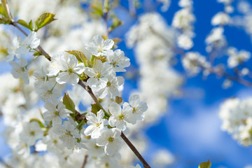 Obraz premium Spring border background with blossom, close-up. Abstract floral spring background. Blossoms over blurred nature background
