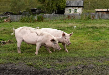 Obraz na płótnie Canvas Pigs in the vicinity of the village Generalka Altai Territory