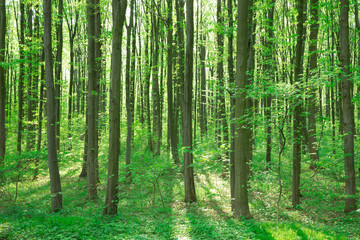 Forest trees. nature green wood sunlight backgrounds