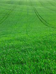 green grass background with selective focus