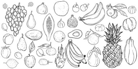 Hand drawn fruits. Vector sketch  illustration.