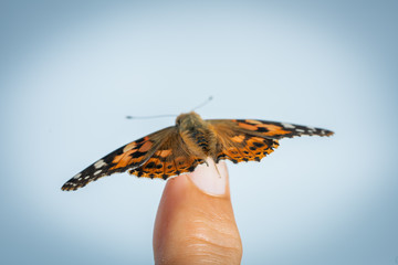 vanessa cardui butterfly on finger