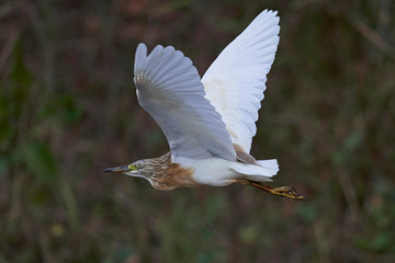 Squacco heron (Ardeola ralloides)