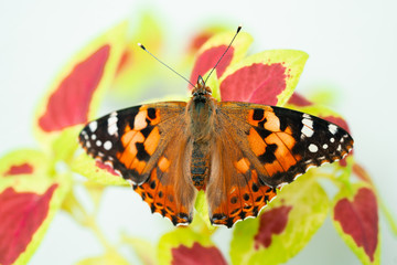 Fototapeta na wymiar vanessa cardui butterfly on leaf