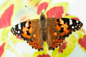 vanessa cardui butterfly on leaf