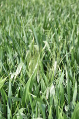 Arizona wheat field