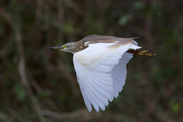 Squacco heron (Ardeola ralloides)