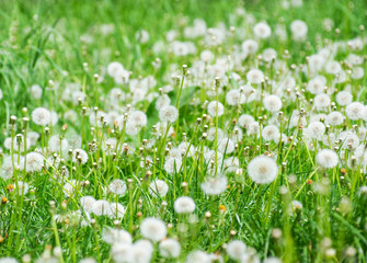 Green field with dandelions.