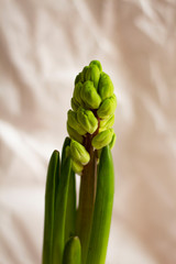 Fototapeta na wymiar Hyacinth